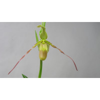 Phragmipedium longifolium BM/DOG