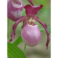 Cypripedium Philipp (mit neuem Austrieb)