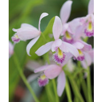 Pogonia ophioglossoides (mit neuem Austrieb)