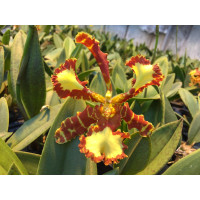 Psychopsis Mariposa 'Triple Lips'