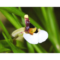 Sigmatostalix radicans