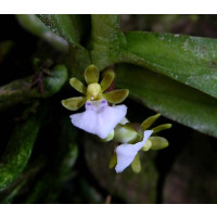 Trichoglottis triflora