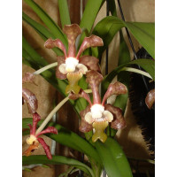 Vanda bensonii