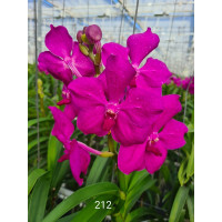 Vanda Hot Magenta (in Blüte/Knospe)