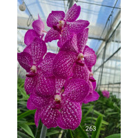 Vanda Straight Flush (in Blüte/Knospe)