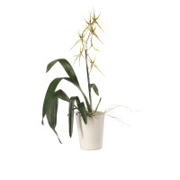 Brassia Hybride, 1 Rispe (inkl. Übertopf)