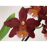 Wilsonara Red Ruby (2 Rispen)