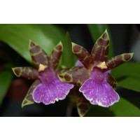 Zygopetalum Bärbel Höhn (2 Rispen)