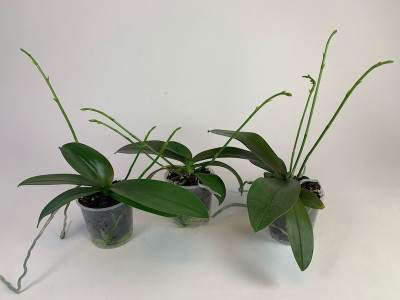 Phalaenopsis Minimark 3er Sparset, 2-3 Rispen (im 9 cm Topf)