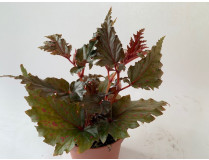 Begonia serratipetala