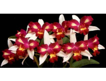 Brassolaeliocattleya Hwa Yuan Beauty 'Pearl'