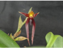 Bulbophyllum nymphoploitanum