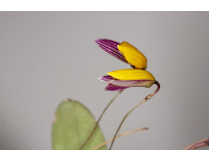 Bulbophyllum bolsteri