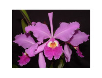Cattleya warszewiczii 'Orchid Eros'