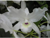 Cattleya skinneri 'alba'