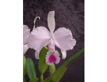 Cattleya trianae