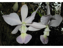 Cattleya walkeriana 'coerulea'