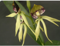 Encyclia Green Hornet