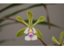 Epidendrum floribundum