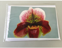 Grußkarte "Paphiopedilum-Blüte" (Klappkarte inkl. Umschlag)