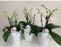 Phalaenopsis Minimark (3er Sparset, 4-5 Rispen inkl. Übertopf) 