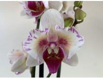 Phalaenopsis Safe Haven 'Peloric' (2 Rispen)