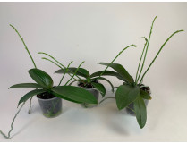 Phalaenopsis Minimark-Sparset