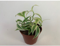 Vanilla planifolia 'Albo-variegata'