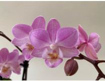 Phalaenopsis Sogo Sakura (2 Rispen)