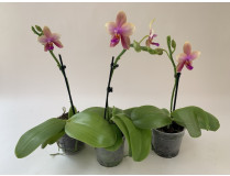 Phalaenopsis Liodoro-Sparset (1 Rispe)