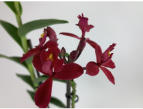 Epidendrum Ballerina 'Red' (1-2 Rispen)