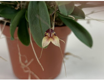 Masdevallia nidifica 'Red'