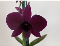 Dendrobium Sa-Nook 'Thailand Black' (1 Rispe)
