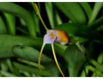 Masdevallia paivaeana