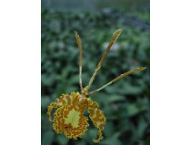 Oncidium Butterfly
