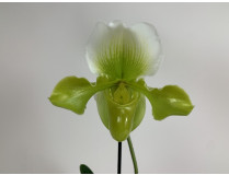 Paphiopedilum Bidborough x P. Ansum (1 Blütenstiel)