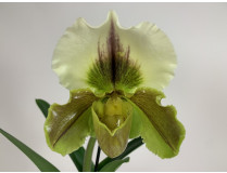 Paphiopedilum Sorcerer's Stone x P. Lippewunder (1 Stiel, noch in Blütenscheide)