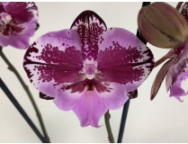 Phalaenopsis Naomi 'Big Lip' (2 Rispen)