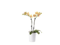 Phalaenopsis Office Orchid