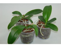 Phalaenopsis Jungpflanzen-Sortiment