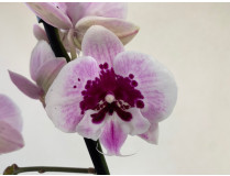 Phalaenopsis Aladin