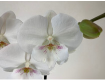 Phalaenopsis Manta 'Gili' (2 Rispen)