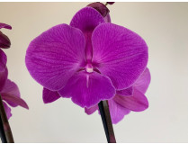 Phalaenopsis Purple 'Kizz' (2 Rispen)