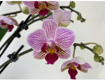 Phalaenopsis Taylormade (3-4 Rispen)