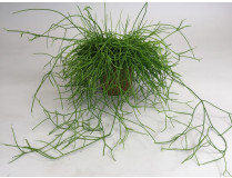 Rhipsalis Cassutha