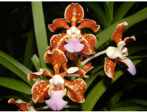 Vanda limbata