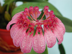 Bulbophyllum eberhardtii (blühstark, nicht in Knospe/Blüte)