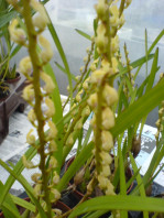 Gongora scaphephorus orchidée parfumée, vente