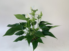 Anthurium White Champion (12 cm Topf)
