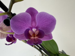 Phalaenopsis Blue Virgin (2 Rispen)
